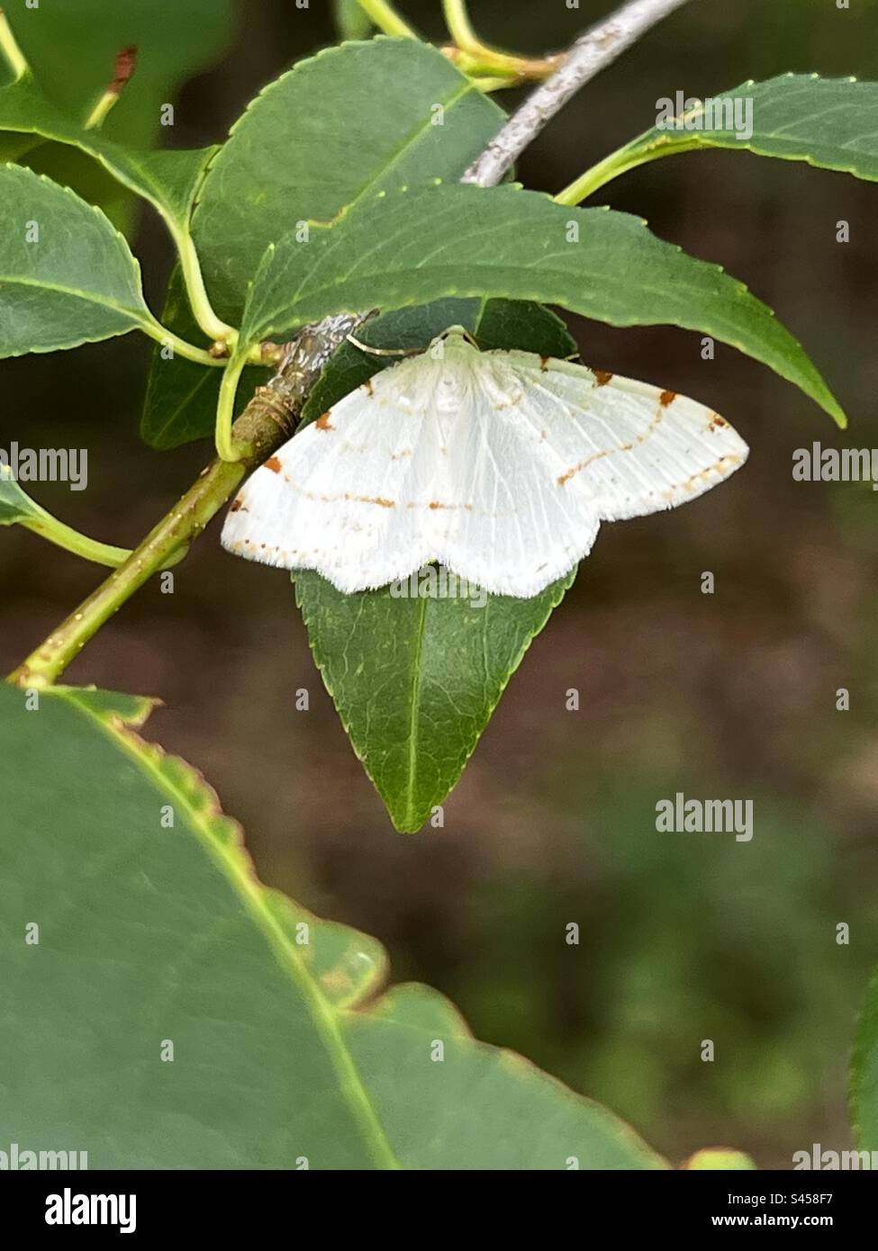 Lesser maple spanworm moth on a branch Stock Photo
