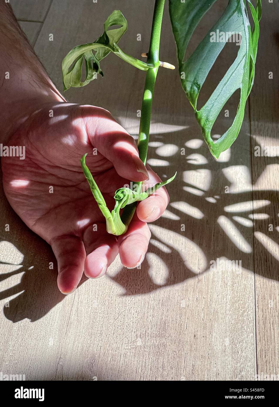 Close-up of human hand holding Monstera Adansonii, Swiss cheese plant, vine against wooden floor. Sunlight and shadow patterns. - Smartphone Captured Stock Image
