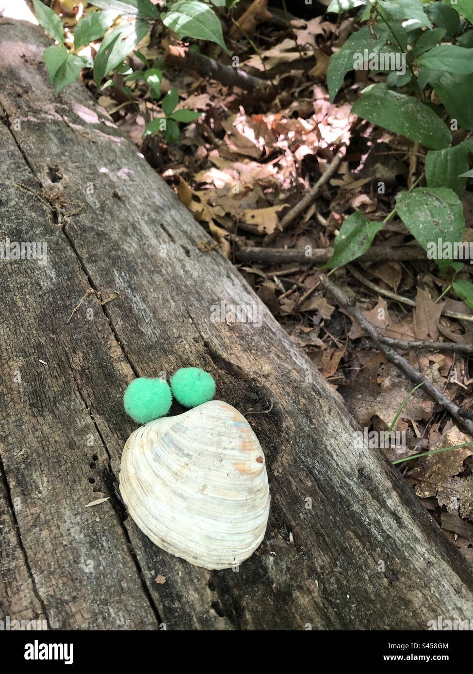 Seashell on a log in the woods. - Smartphone Captured Stock Image