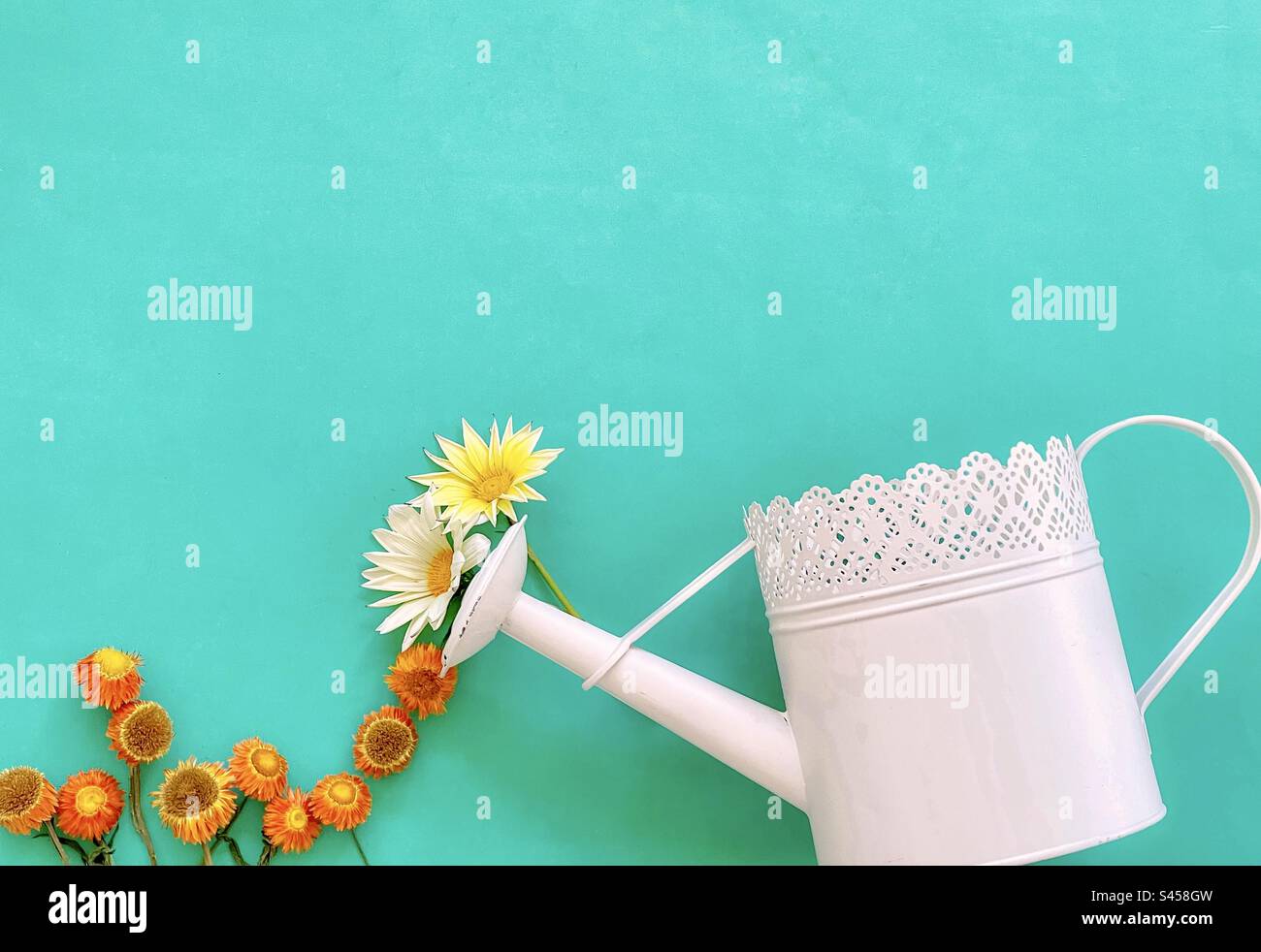 Still life of straw flowers and daisies flowing out of white watering can on turquoise background. Summer/ spring theme. Conceptual. Copy space. - Smartphone Captured Stock Image