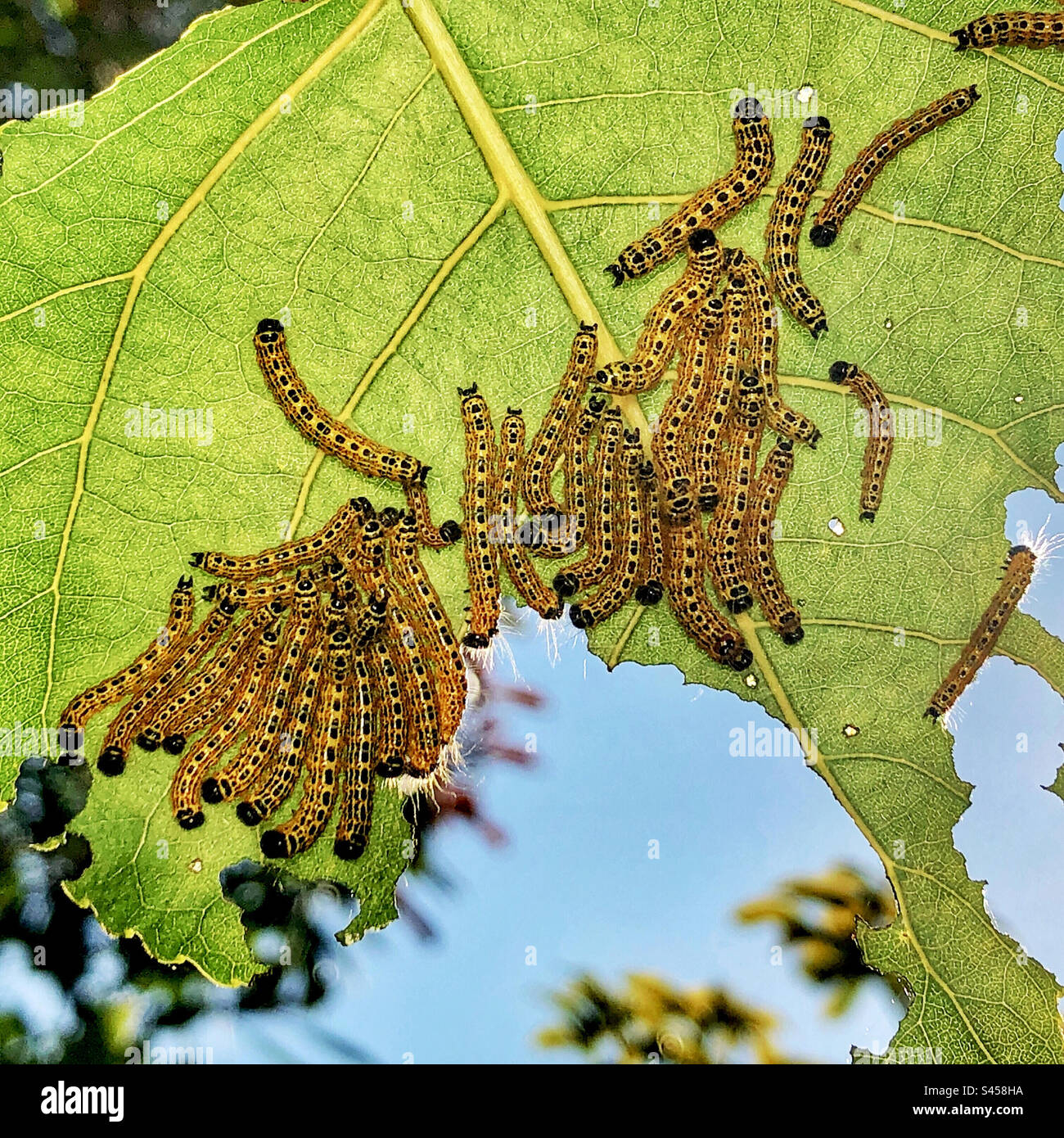 Buff-tip moth caterpillars (Phalera bucephala) Resting in a cluster on a Poplar leaf in a Hampshire garden United Kingdom Stock Photo