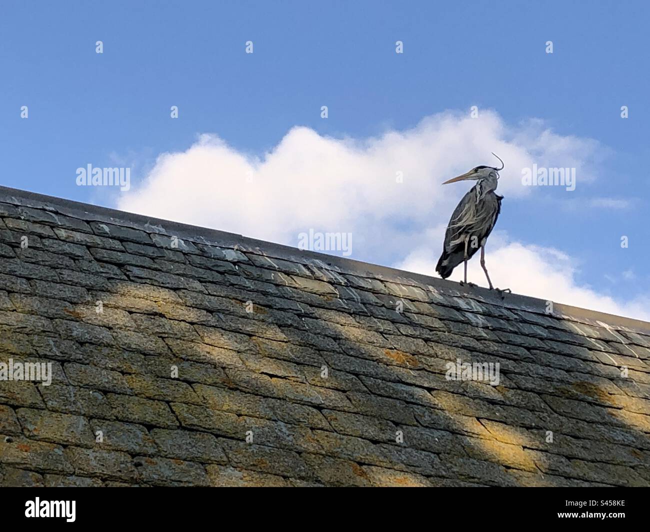 Grey heron perching on a roof Stock Photo