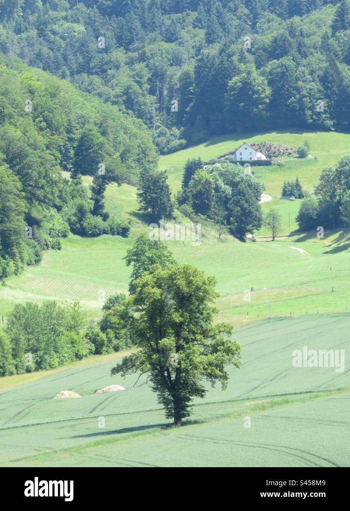 Swiss Landscape! - Smartphone Captured Stock Image