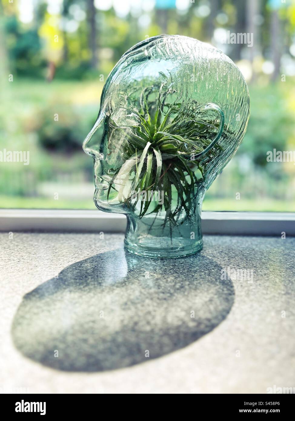 A tillandsia air plant displayed in a glass terrarium shaped like a head. Stock Photo