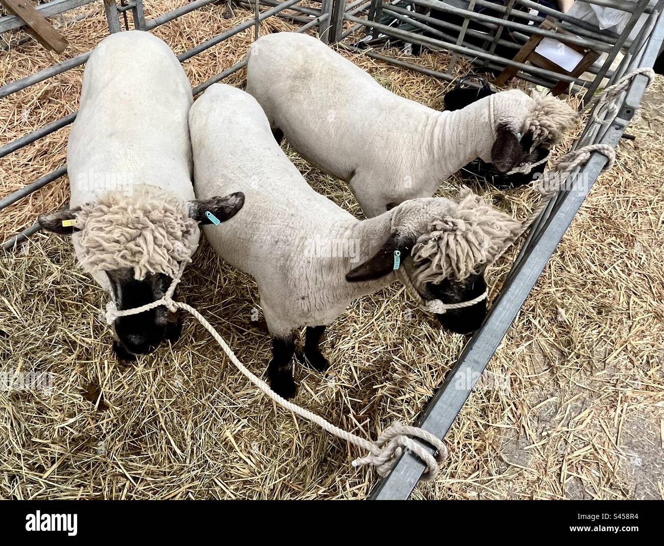 Sheep at three counties show 2023 Stock Photo