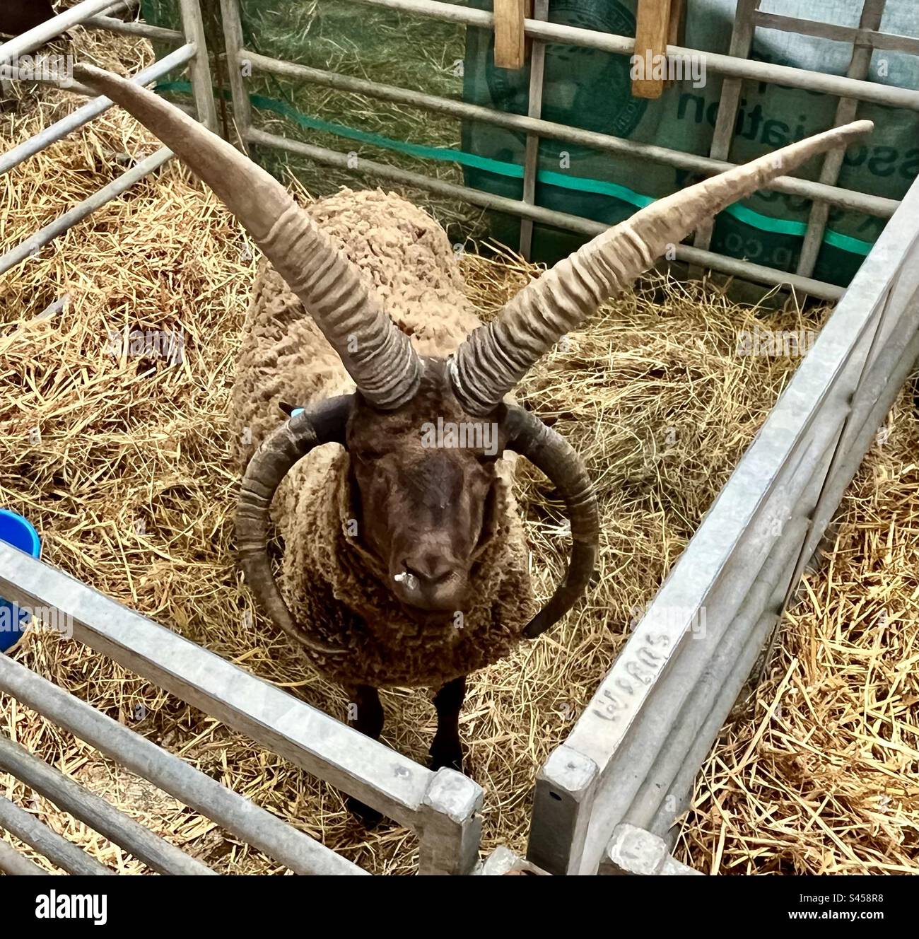 Manx Loaghtan sheep at three counties show 2023 Stock Photo