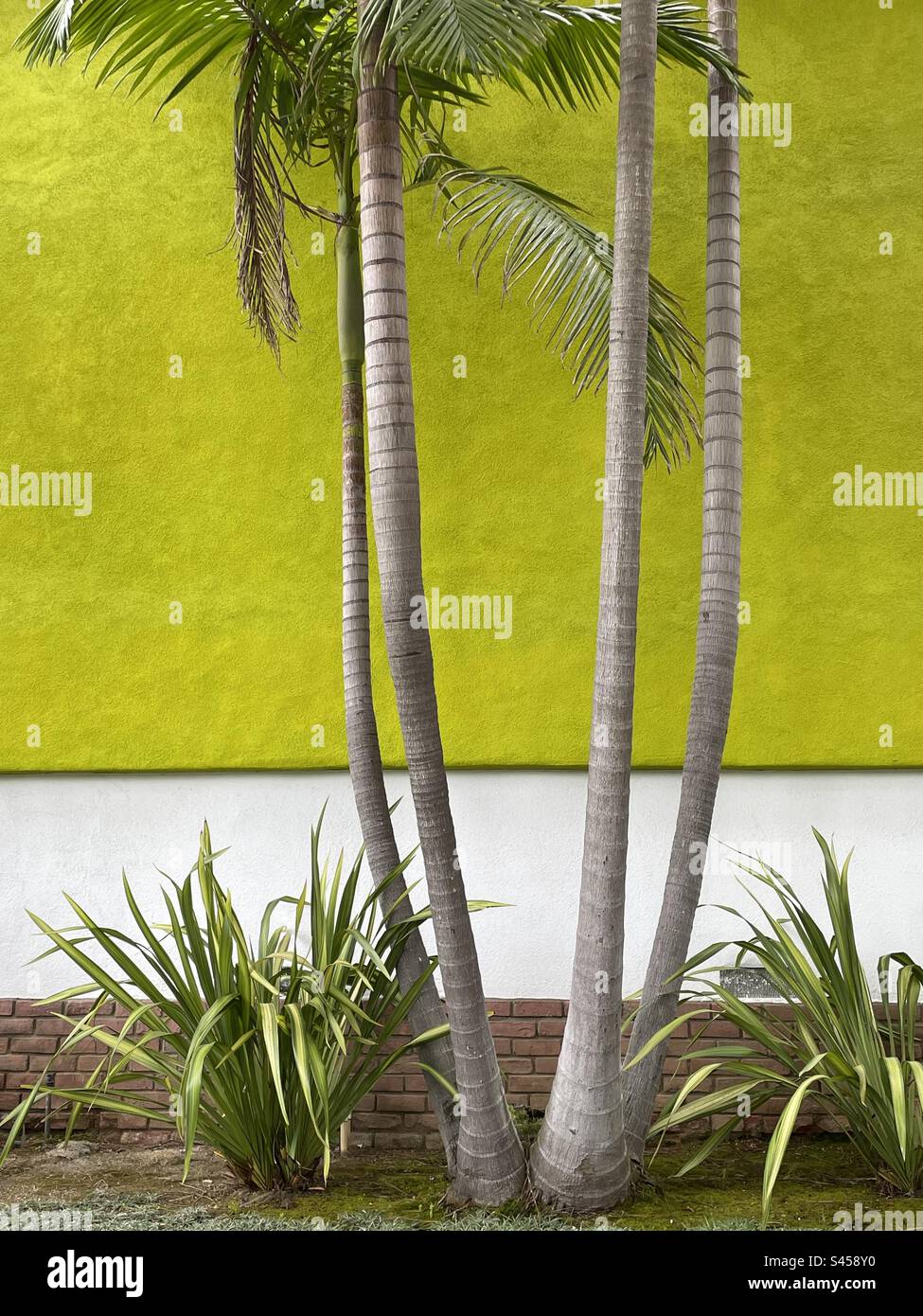 Tropical trees and plants growing in front of a lime colored wall - Smartphone Captured Stock Image