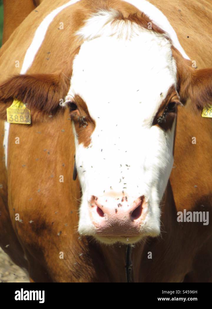 Cow - Smartphone Captured Stock Image