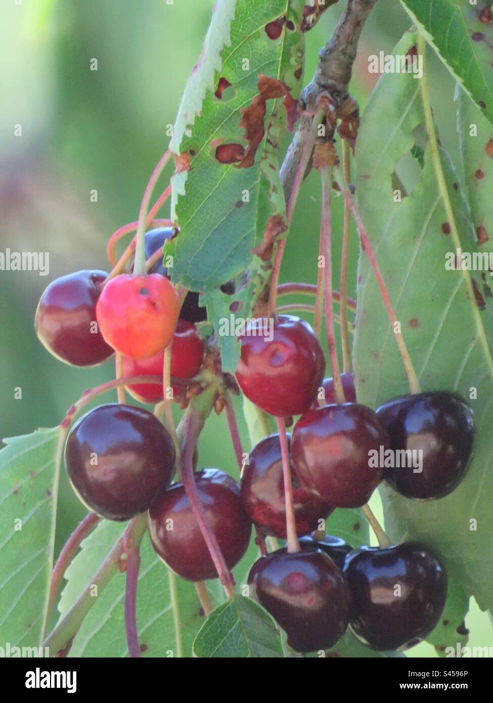 Cherries - Smartphone Captured Stock Image