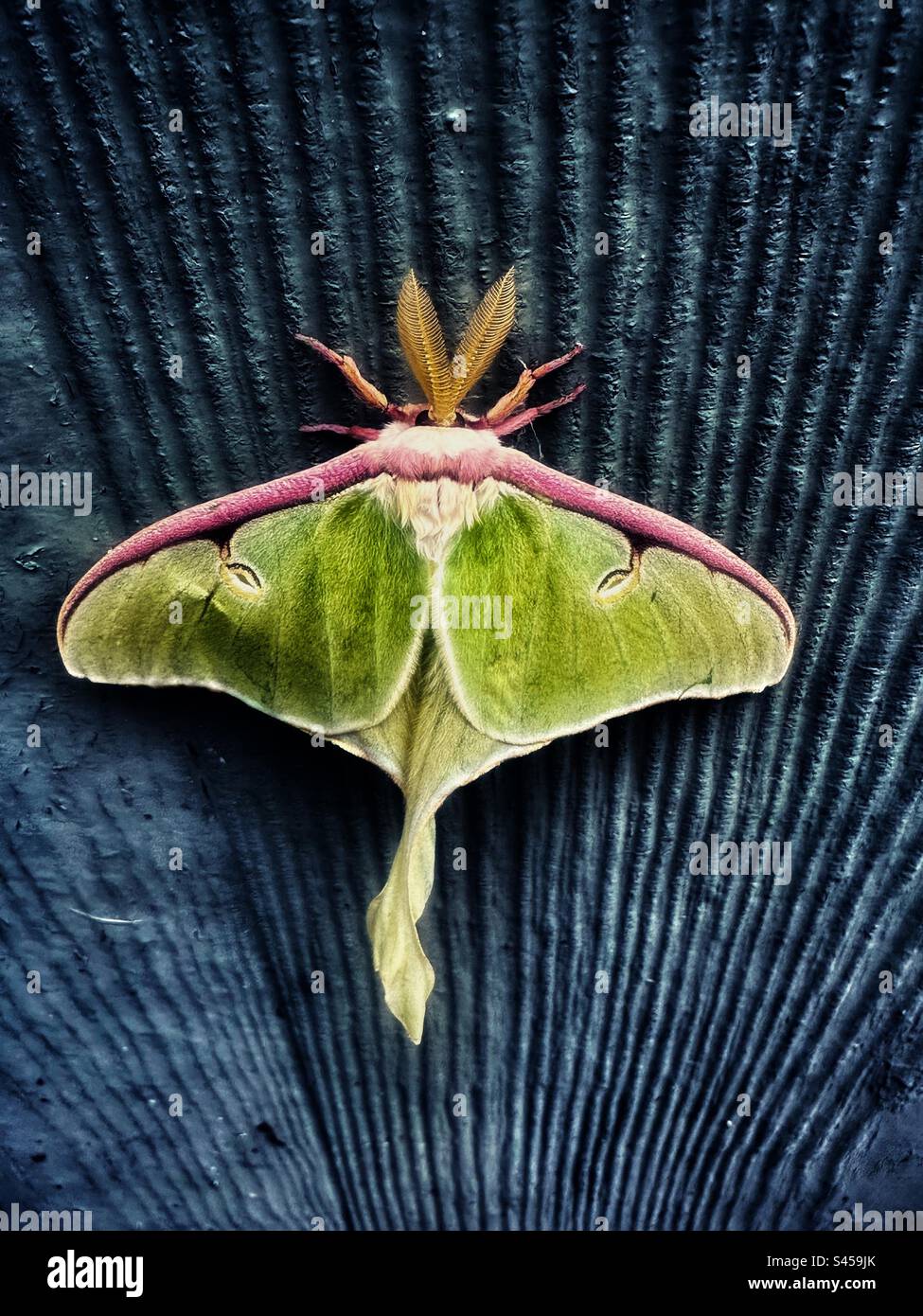 The luna moth, also called the American moon moth, is a Nearctic moth in the family Saturniidae, subfamily Saturniinae, a group commonly named the giant silk moths. Stock Photo