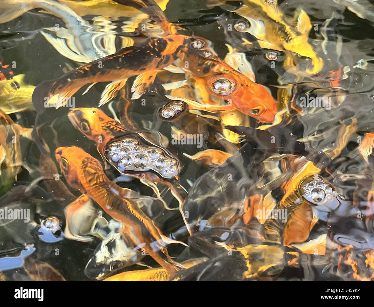 Goldfish pond hi-res stock photography and images - Alamy