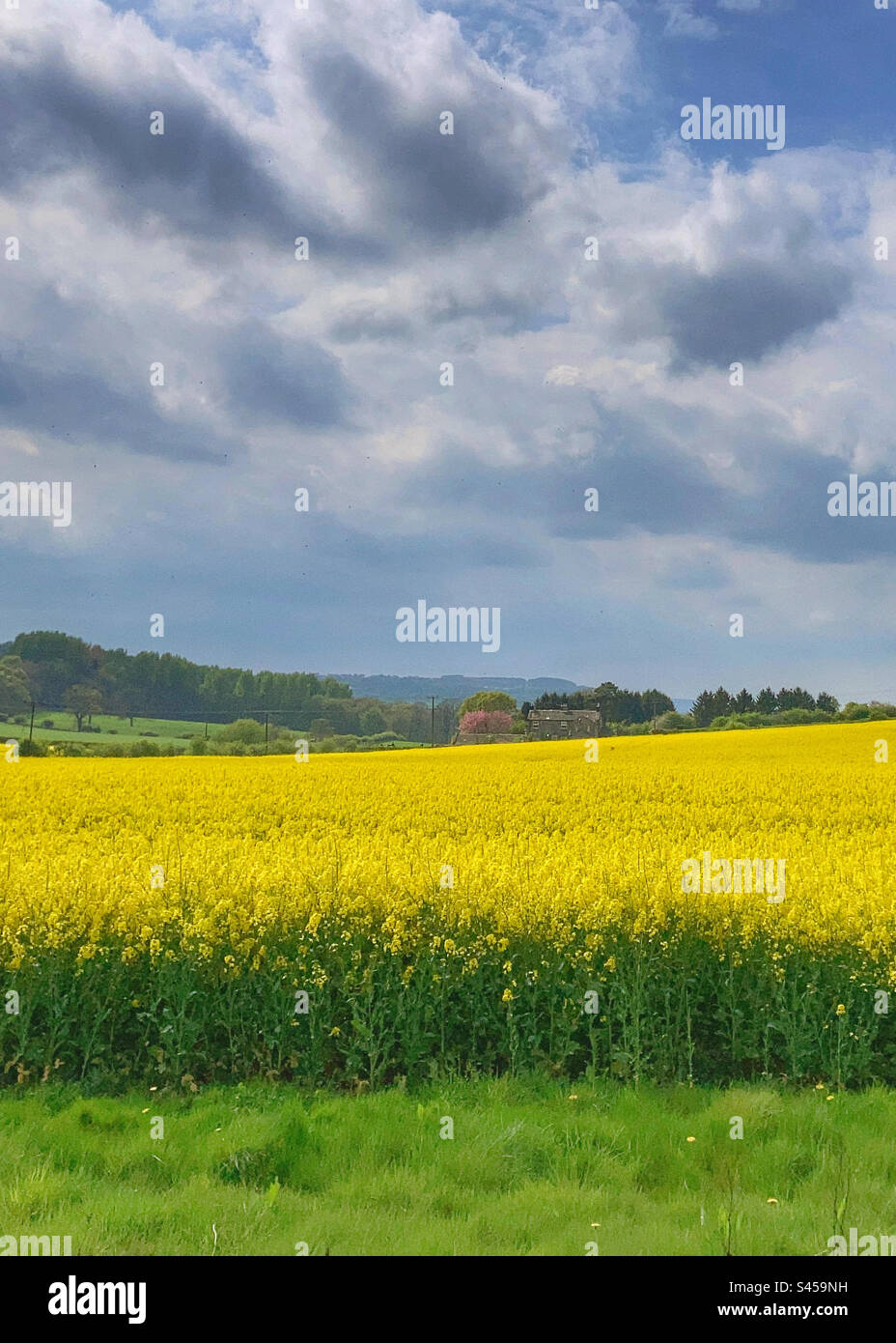 Rapeseed field in Yorkshire - Smartphone Captured Stock Image
