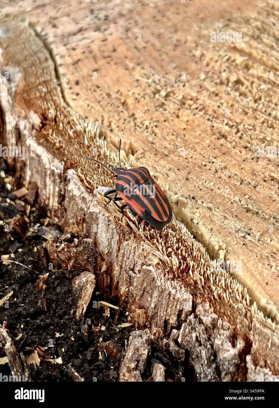 Striped bug, Graphosoma italicum, on tree stump - Smartphone Captured Stock Image