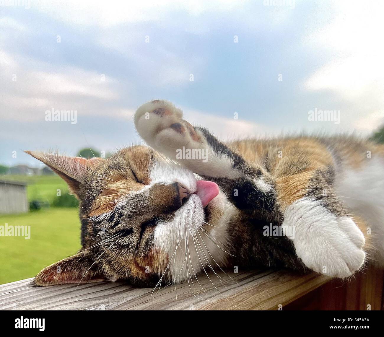 Cute cat licking paws Stock Photo