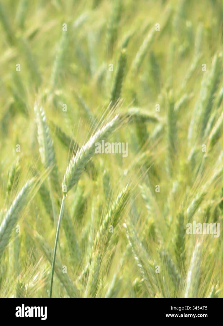 Grain Field! - Smartphone Captured Stock Image