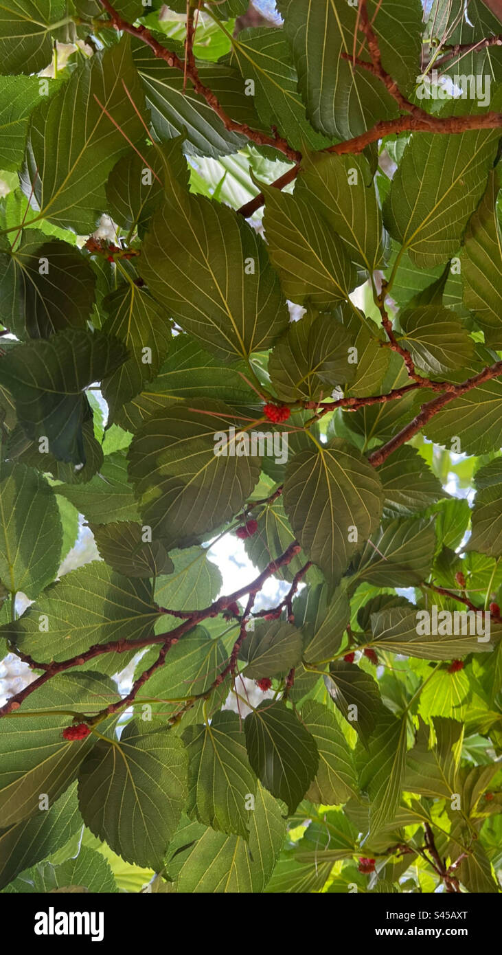 Gelso tree hi-res stock photography and images - Alamy