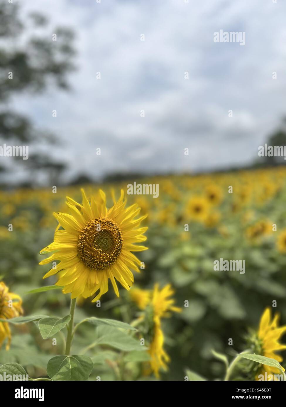 A sunflower standing out in the field of sunflowers. Makes a lovely wallpaper, shot on iPhone 13. Stock Photo