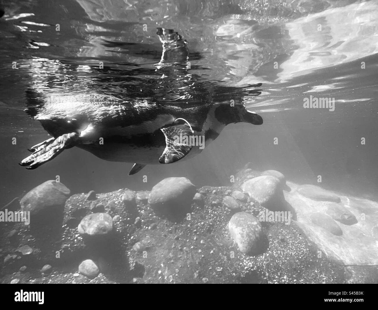 Penguin swimming in water Stock Photo - Alamy
