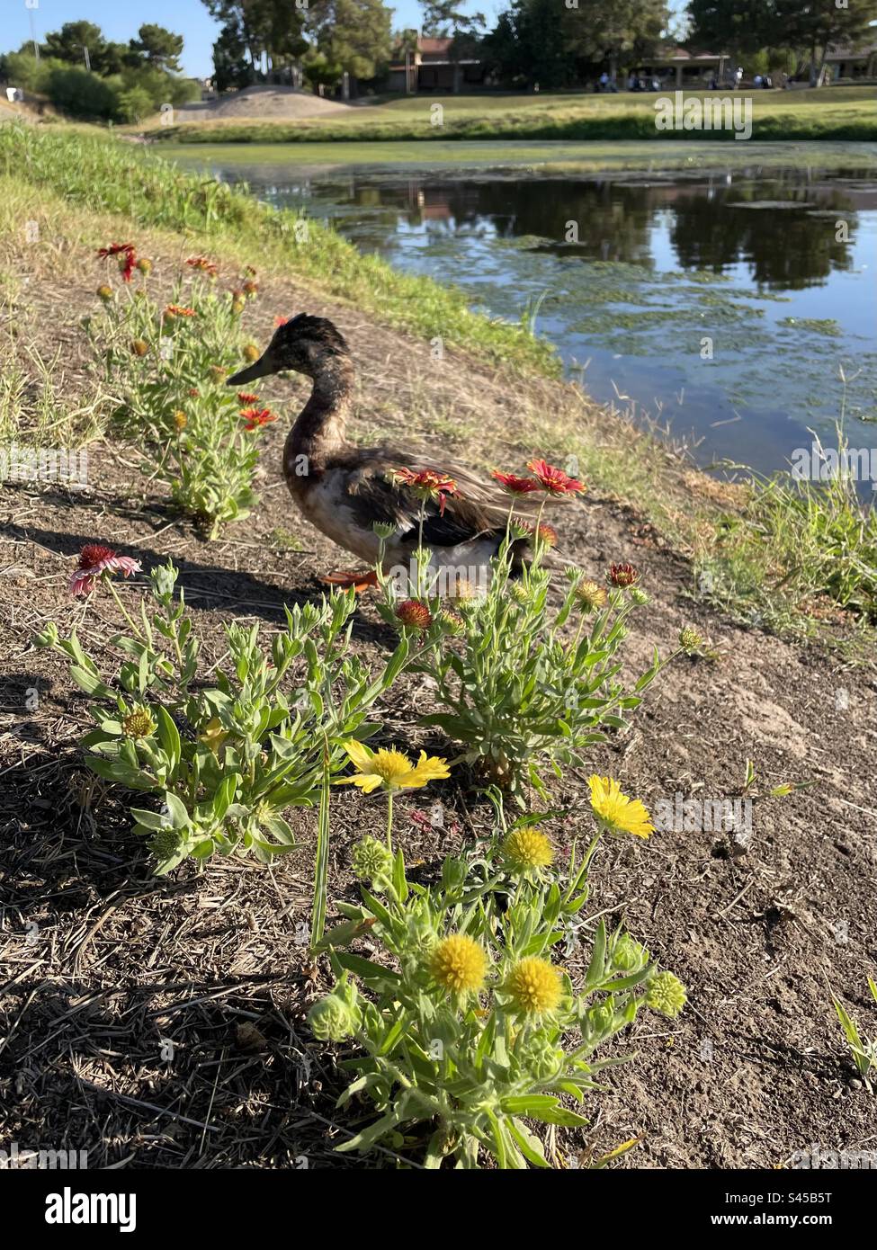 Teenage Mallard Duck, developing markings, Red and yellow Mexican Blanket flowers, yellow Gaillardia flowers, pond reflections , Arizona Stock Photo