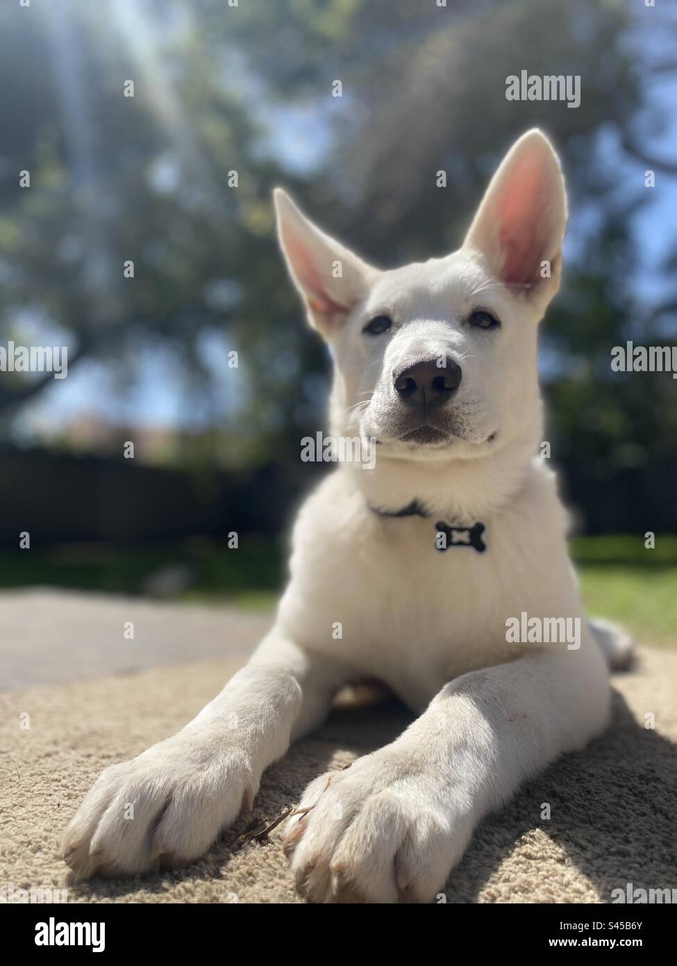 Smug dog hi-res stock photography and images - Alamy