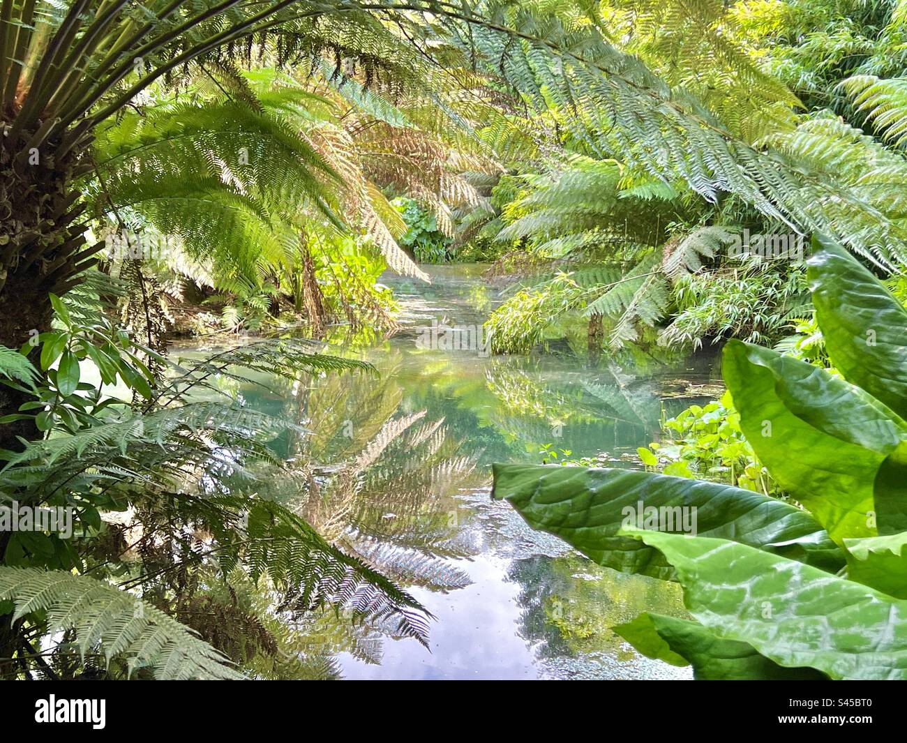 Jungle scene at the lost gardens of Heligan, Cornwall, England Stock