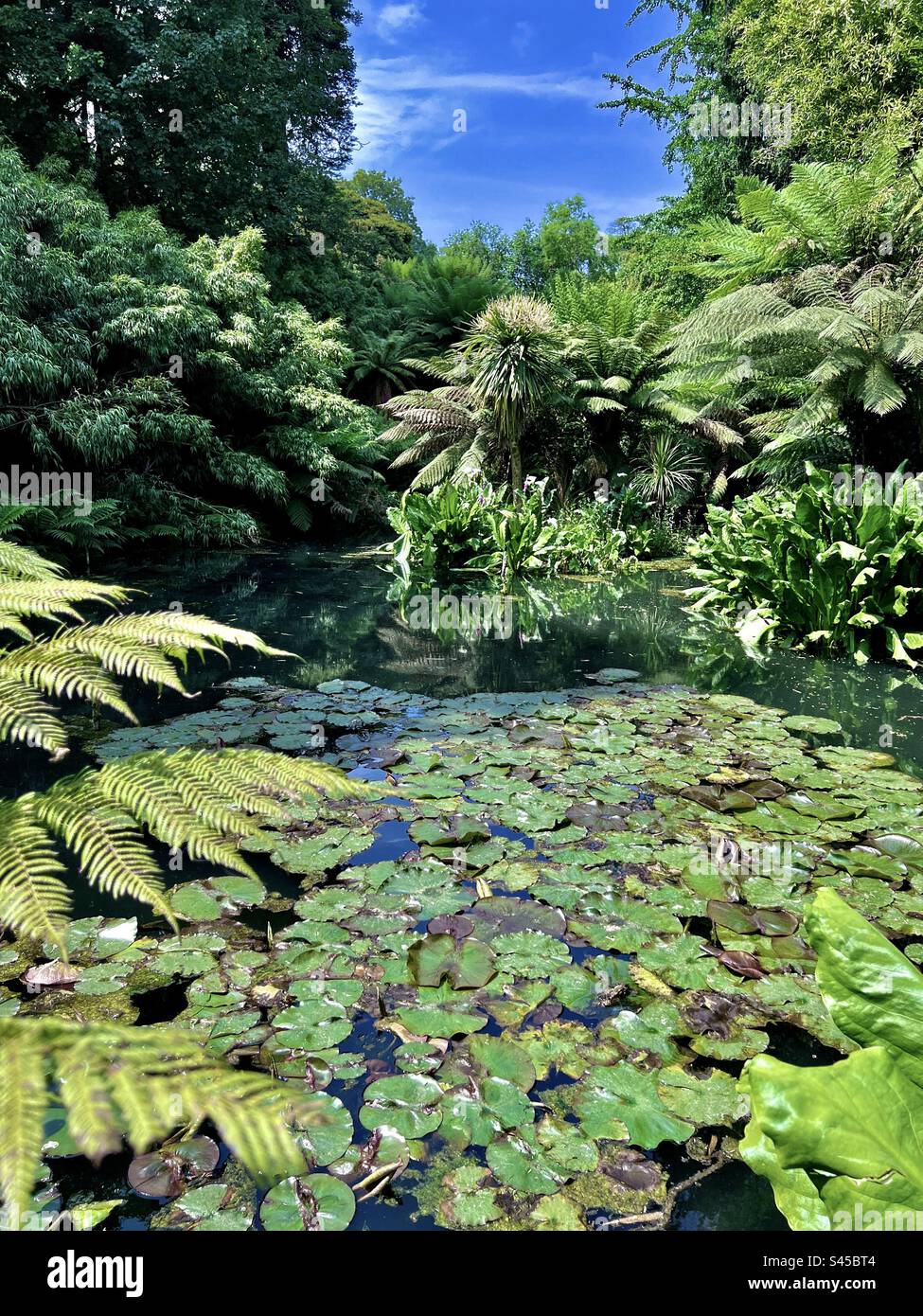 Jungle scene in the Lost Gardens of Heligan, Cornwall, England in