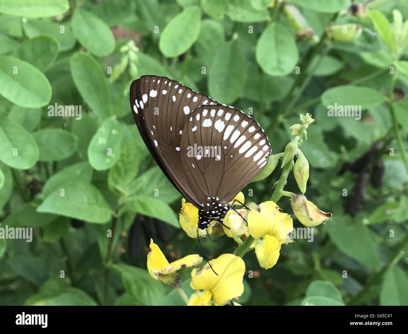 butterfly kerala nature Stock Photo Alamy