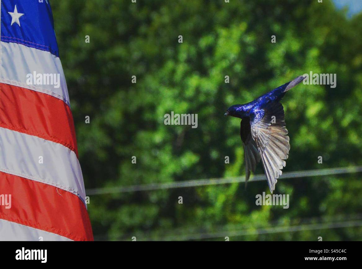 Purple Martin Flies Near USA Flag Stock Photo