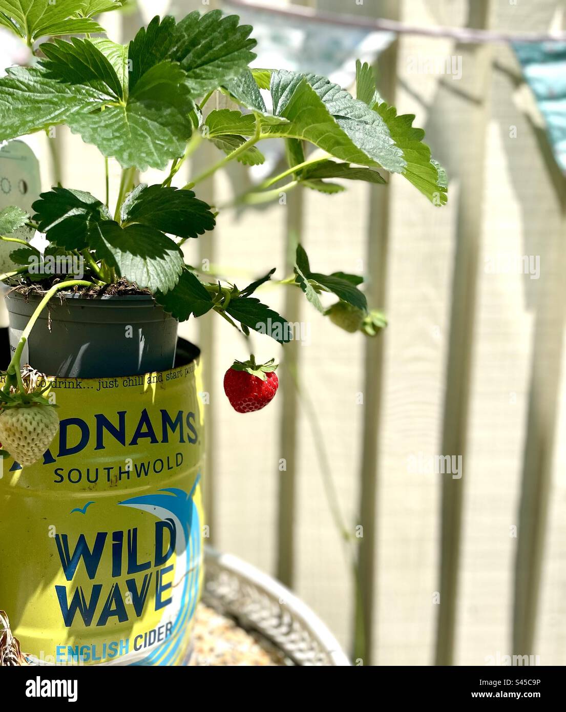 Strawberry plant ready for potting in an empty upcycled Adnams cider