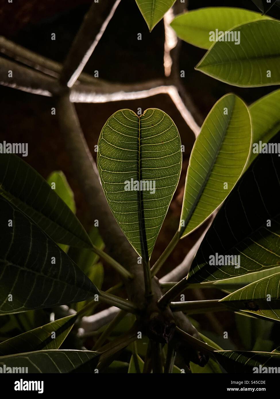 Plant in a night vision Stock Photo