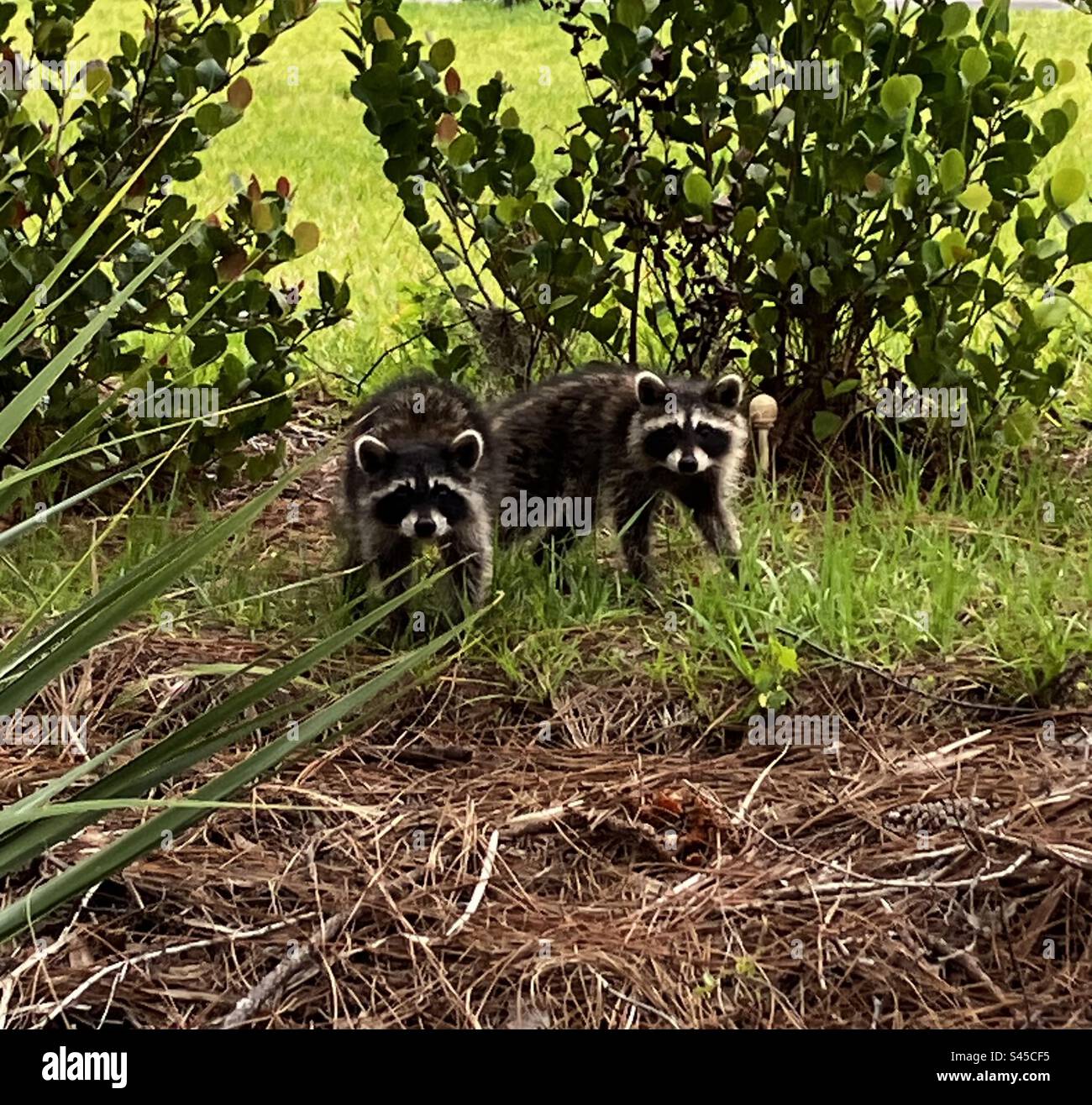 Two raccoons Stock Photo