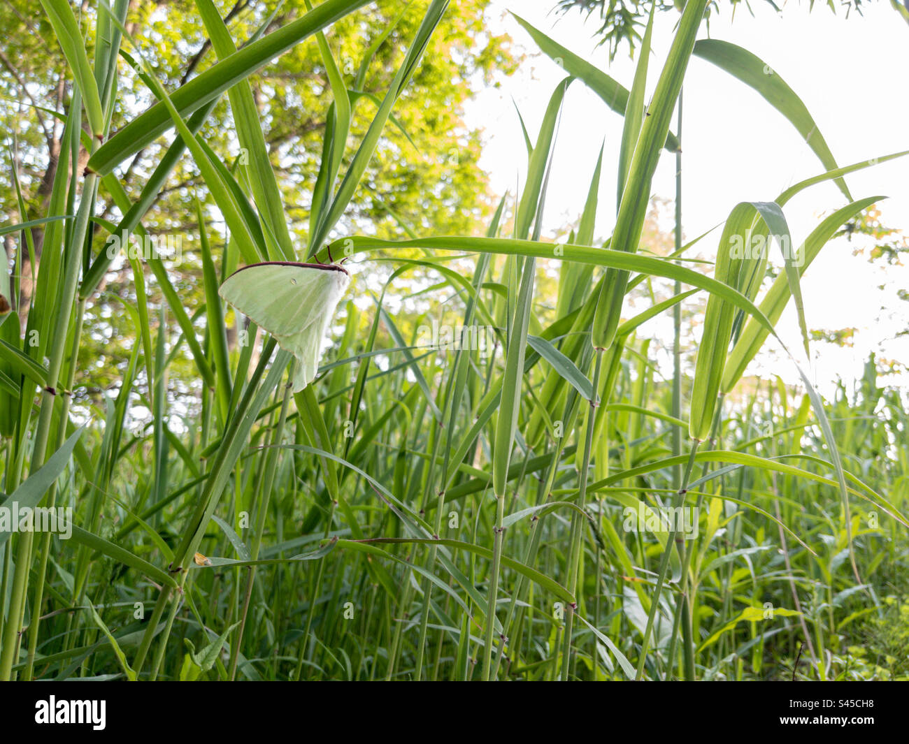 Asian moon moth resting in tall reeds - Smartphone Captured Stock Image