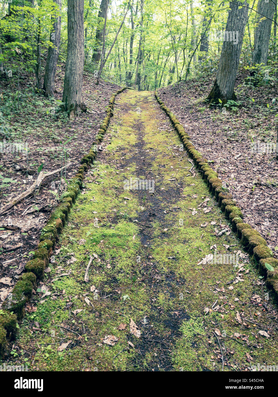 Straight woodland path in spring forest - Smartphone Captured Stock Image