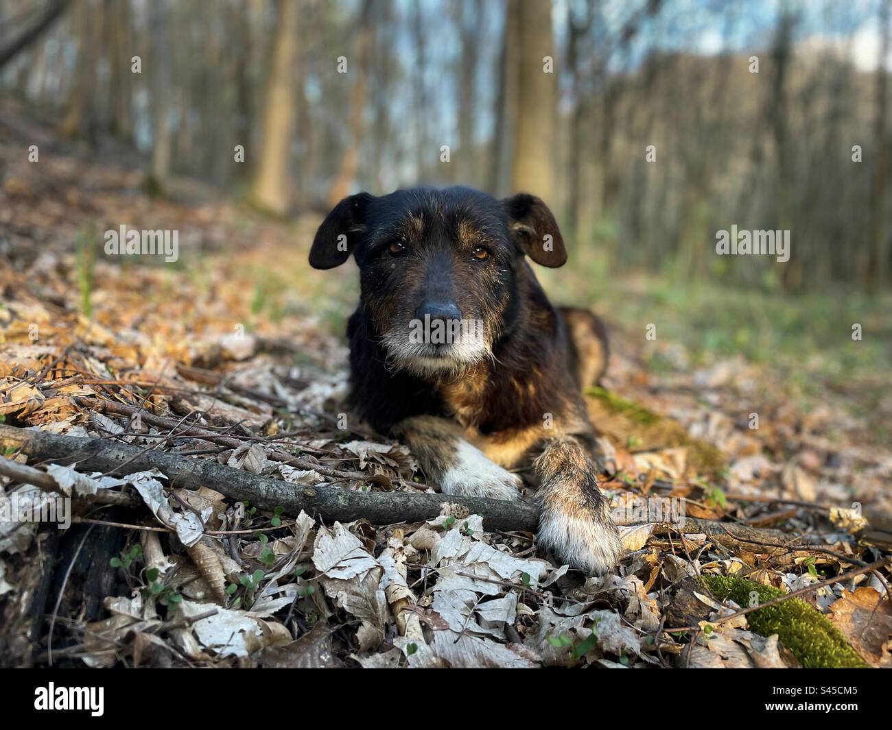 Portrait of brown dog in the forest lying down on autumn leaves fallen on the ground - Smartphone Captured Stock Image