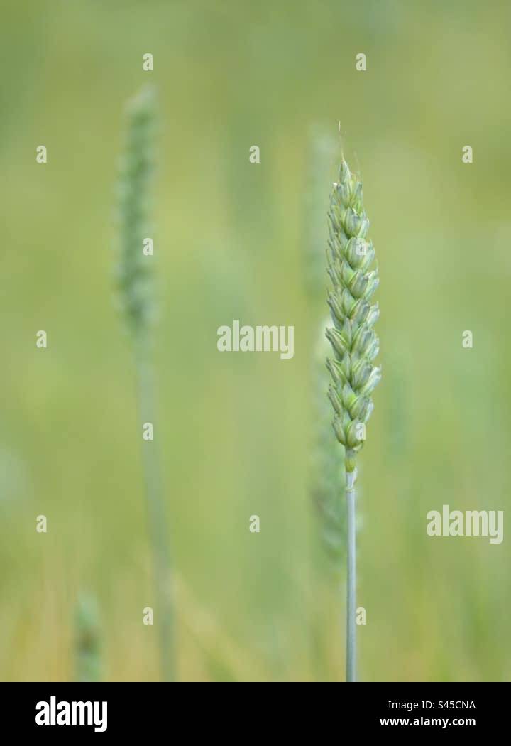 Grain Field! Switzerland! - Smartphone Captured Stock Image