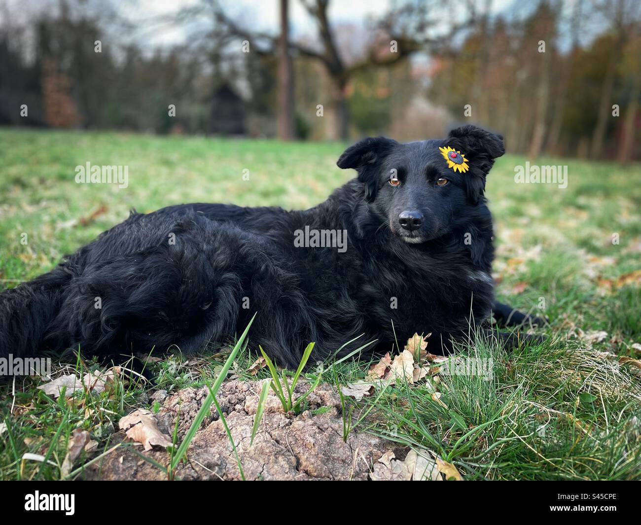 Selective focus of cute black dog with a flower behind the ear lying down on the grass - Smartphone Captured Stock Image