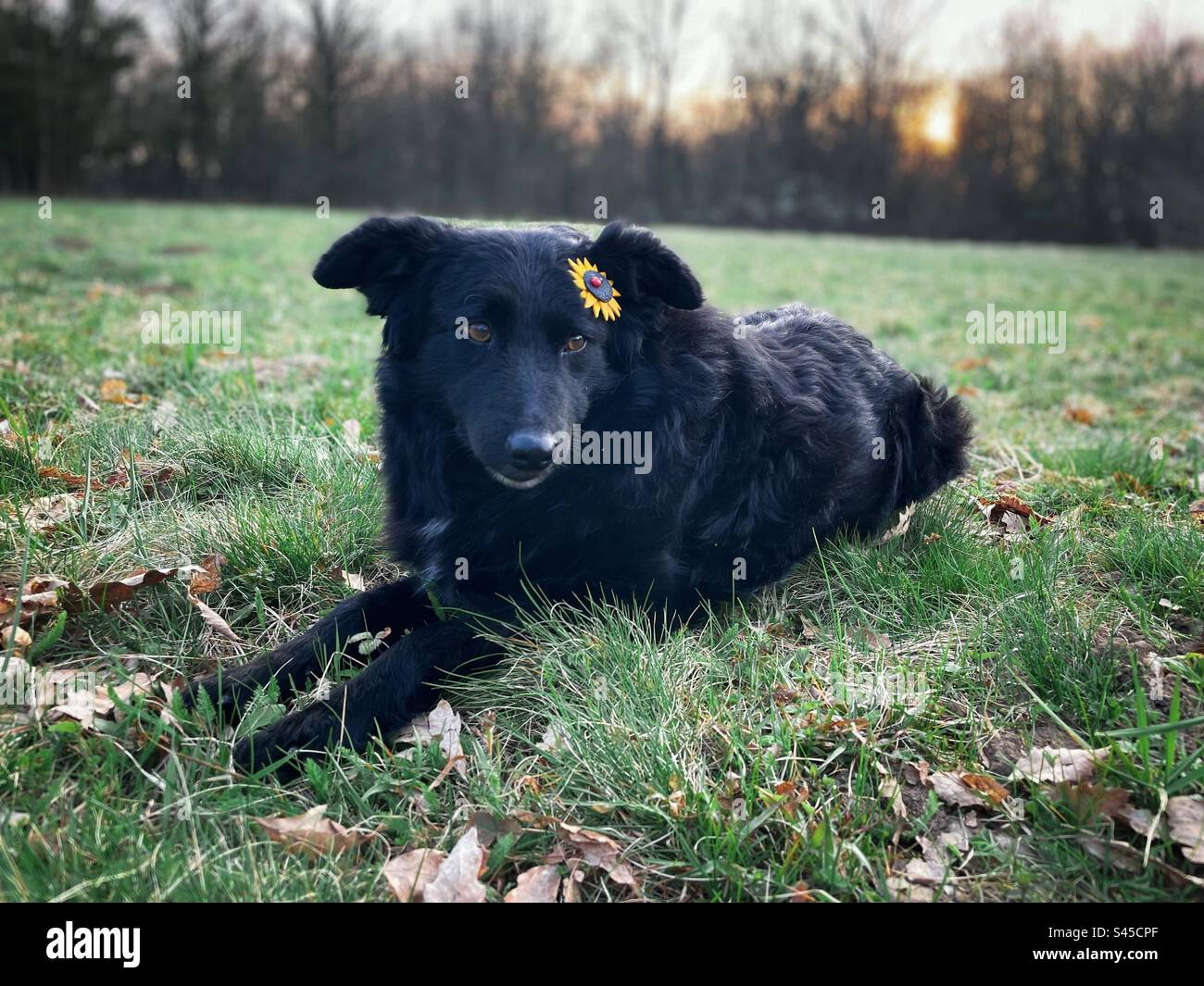 Selective focus of cute black dog with a flower behind the ear lying down on the grass - Smartphone Captured Stock Image