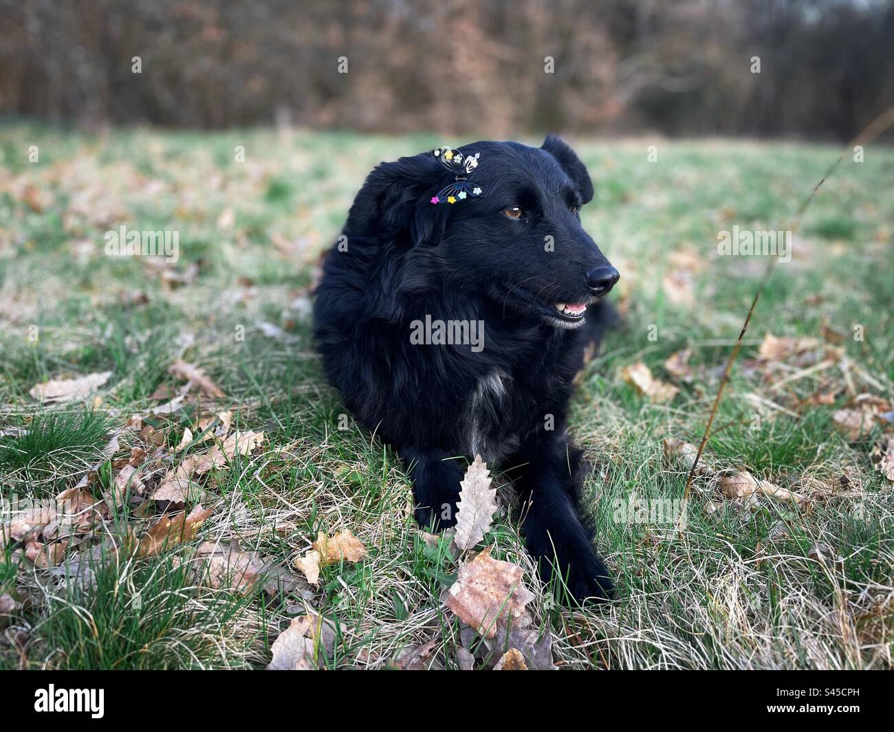 Selective focus of cute black dog with a flower behind the ear lying down on the grass - Smartphone Captured Stock Image