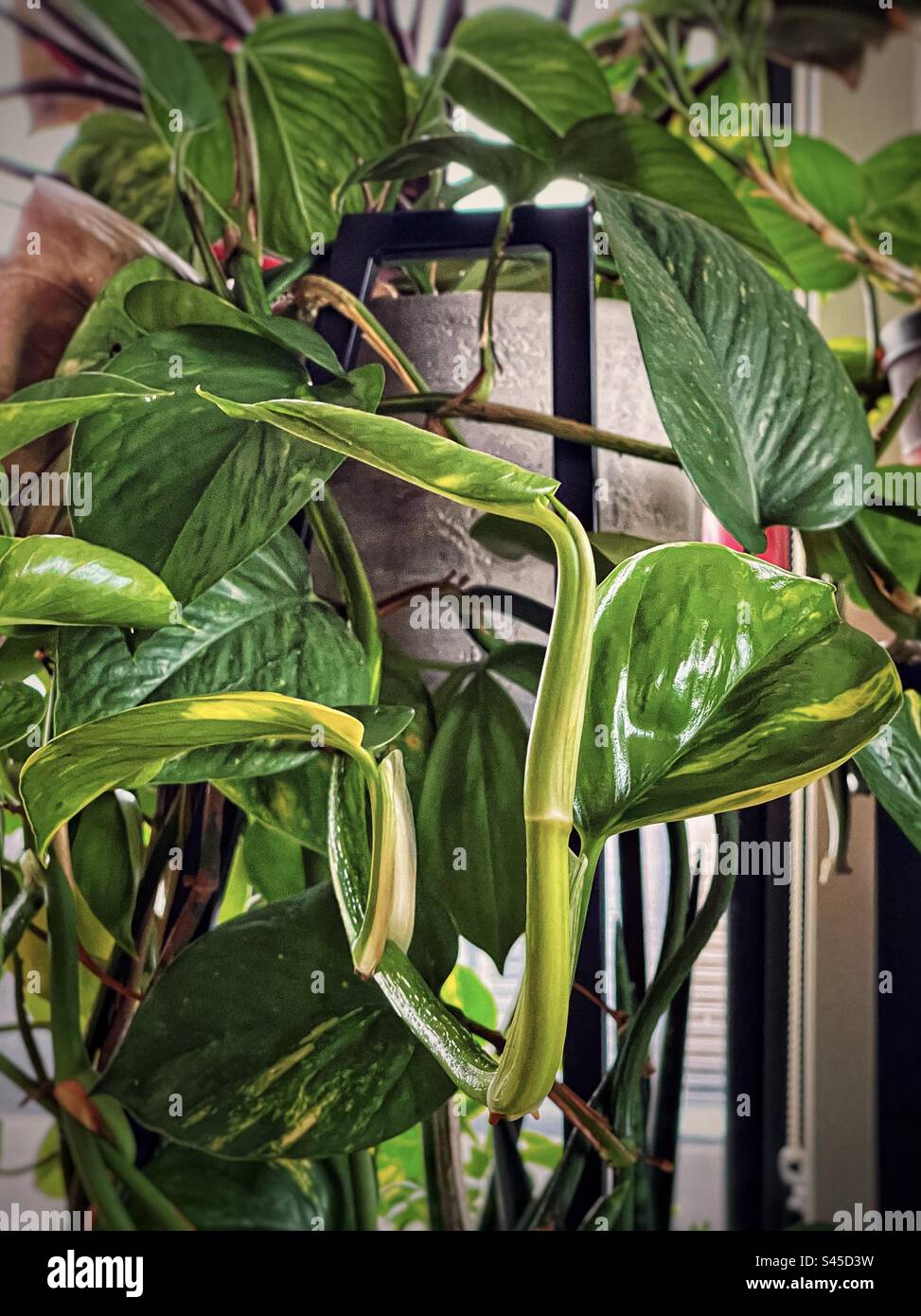 Close-up of Epipremnum aureum also known as golden pothos or devil’s ivy, vine trailing downwards from pot on metal shelf. - Smartphone Captured Stock Image