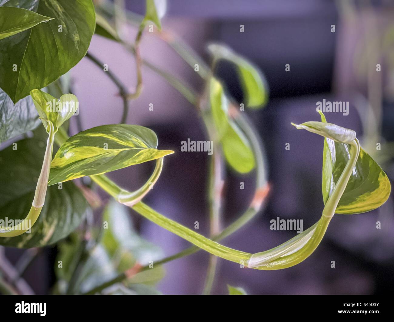 Epipremnum Pinnatum Yellow Flame Number Number 1 Stock Photo - Alamy
