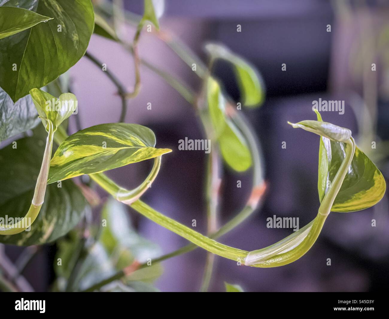 Close up of Epipremnum aureum also known as golden pothos or devil’s ivy, vine trailing downwards. Selective focus. - Smartphone Captured Stock Image