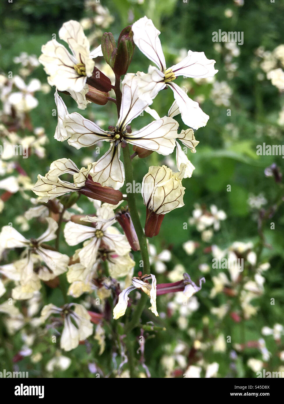 Flowers - Smartphone Captured Stock Image