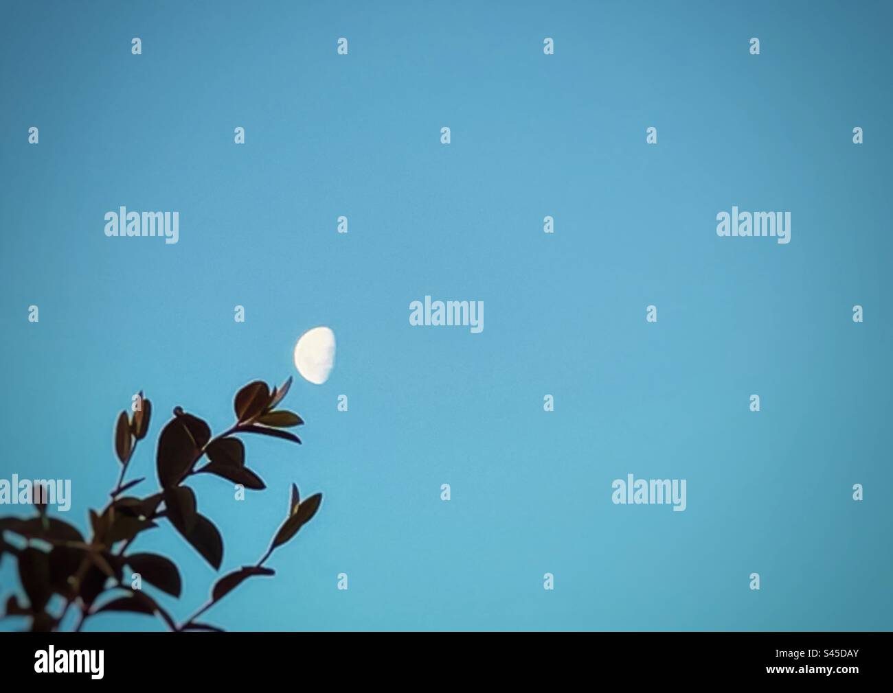 Low angle view of half moon positioned at tip of tree branch in clear blue sky in the afternoon with copy space. Perspective. Point of view. Half moon as a flower. - Smartphone Captured Stock Image