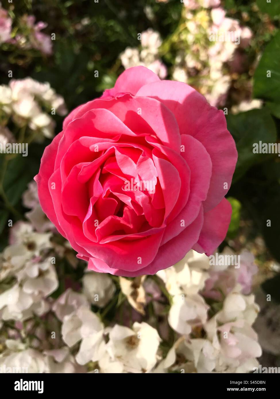Pink is the colour we most associate with roses. Shades range from softest blush pink, to pure rose pink, right through to bright magenta pink. Stock Photo