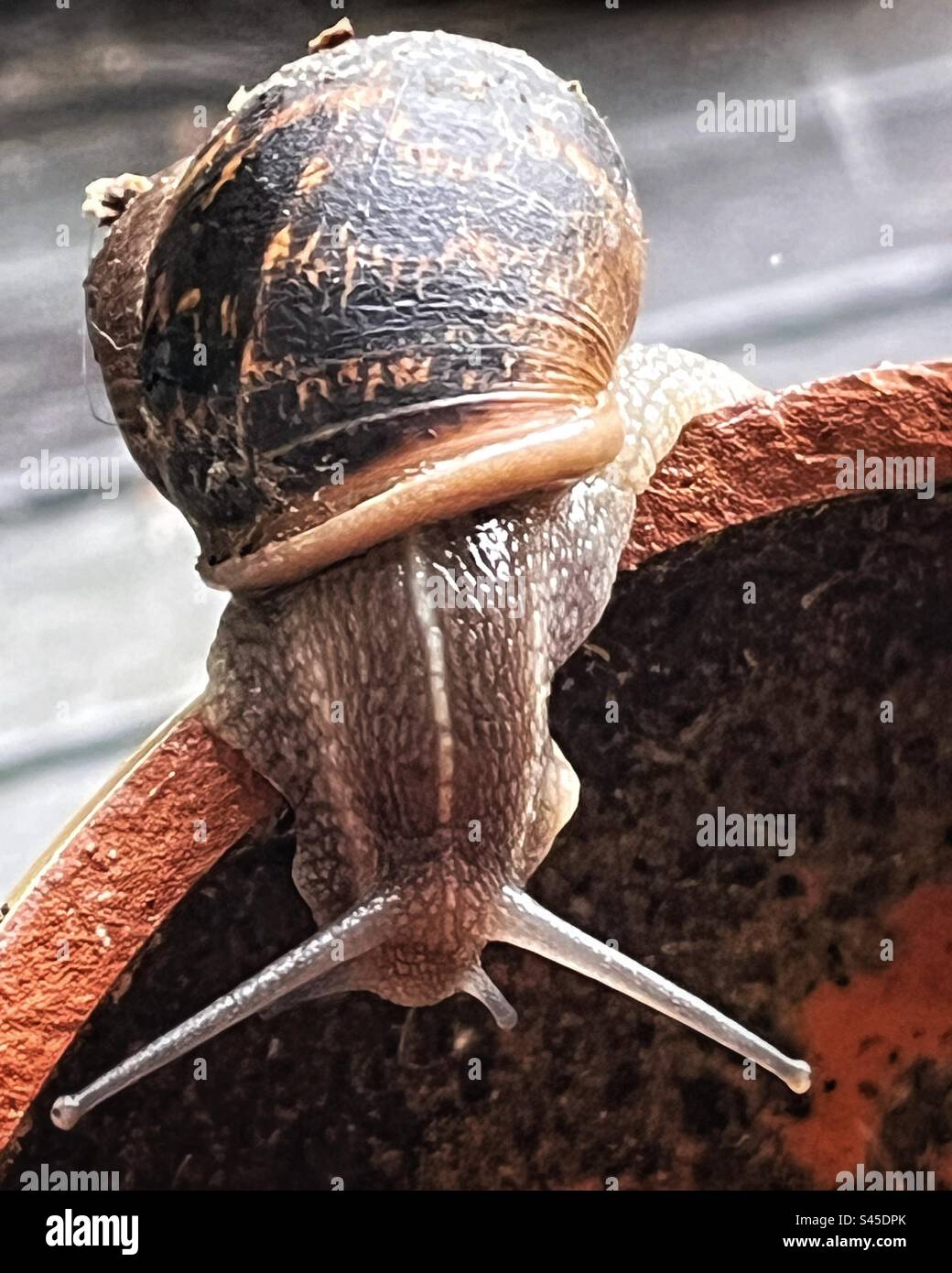 Cornu aspersum, the common garden snail seen with four tentacles; the upper two are larger and bear eye-like light sensors, and the lower two are tactile and olfactory sense organs. - Smartphone Captured Stock Image