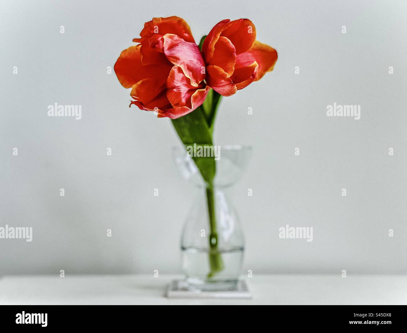 Minimalist composition of two orange tulip flowers in glass bulb vase on white background with copy space. Floristry. Floral design. Art. - Smartphone Captured Stock Image