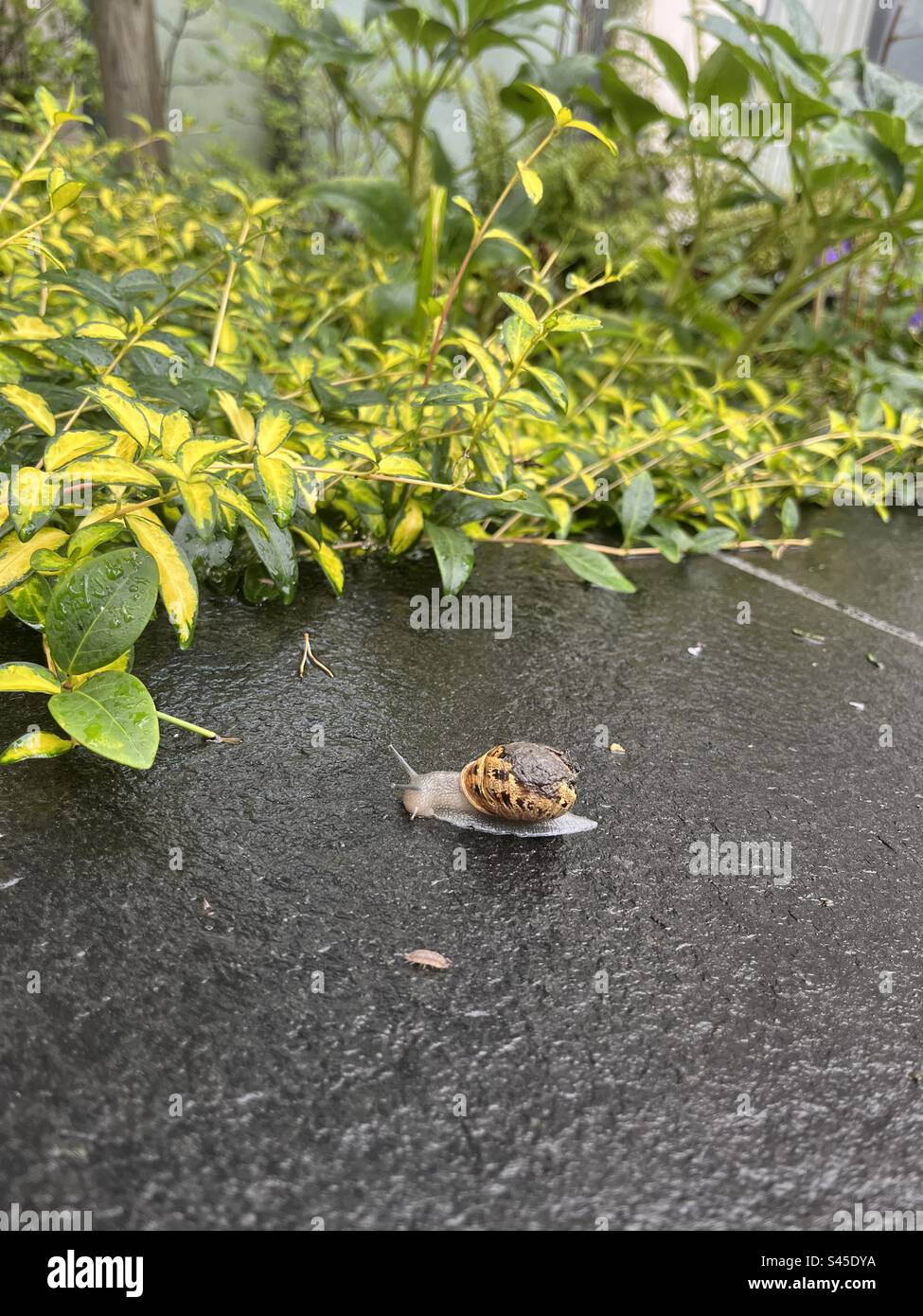 A snail on a monsoon afternoon Stock Photo