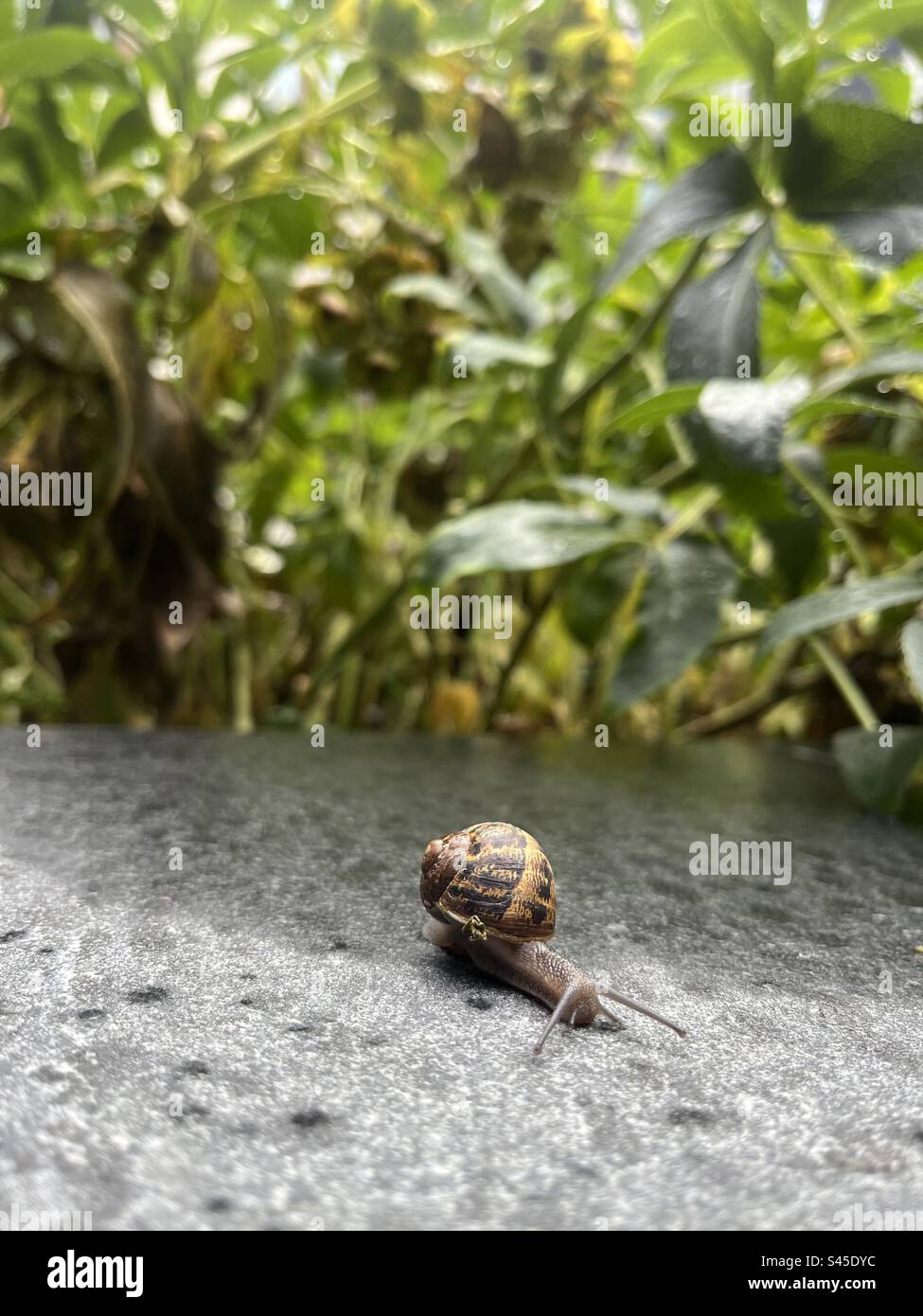 Snail on a monsoon afternoon Stock Photo