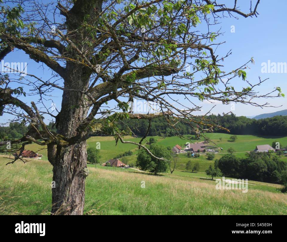 Summer Landscape! Switzerland! - Smartphone Captured Stock Image