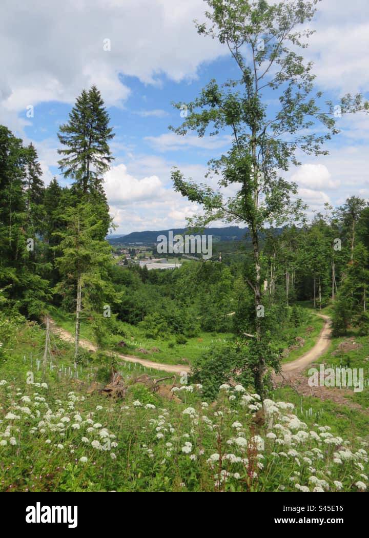 Forest Scenery! Switzerland! - Smartphone Captured Stock Image